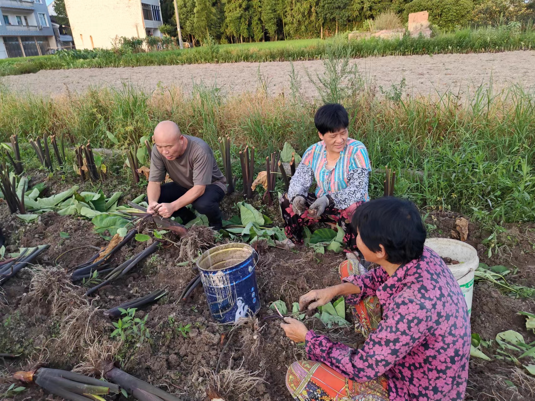 仙居縣白塔鎮(zhèn)上葉村農(nóng)村工作指導員錢云潘（左）和村民一起在田間采收成熟的芋頭，了解芋頭產(chǎn)量和銷售情況.jpg